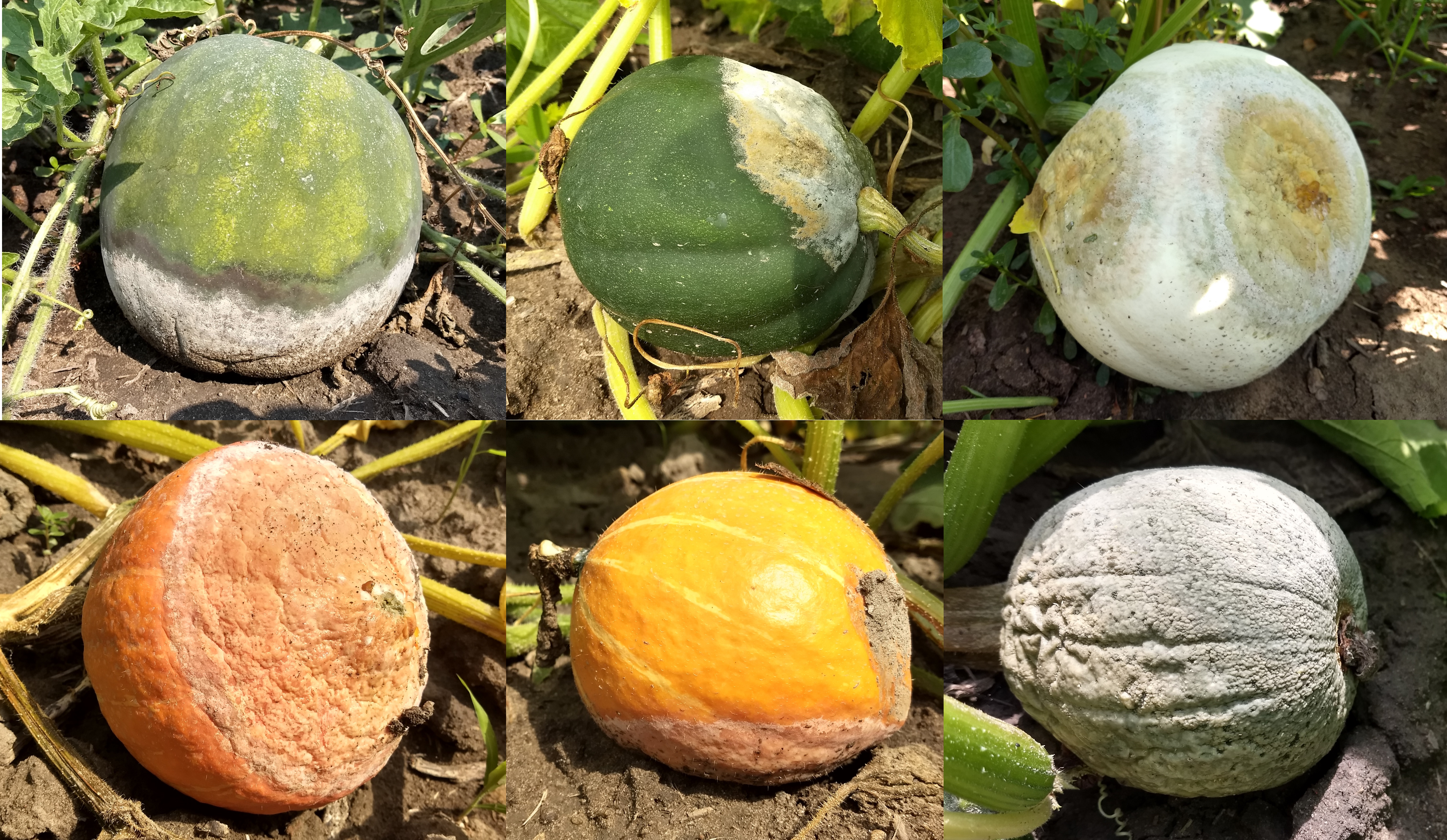 phaces of phytophthora